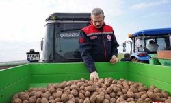 Adana’da turfanda patates hasadı başladı