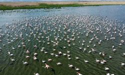 Flamingolar bu yıl da Eber Gölü’nde geçici olarak konakladı