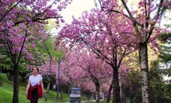 Baharın müjdeleyicisi 'Sakura Ağacı'