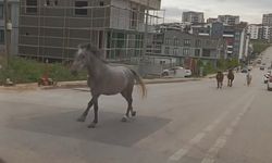 Bursa'da başıboş atlar caddeyi hipodruma çevirdi!