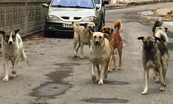 Adana sokaklarında yaklaşık 200 bin köpek bulunuyor