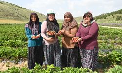 Mamak Ekolojik Köyde fideler toprakla buluştu