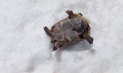 Kar üstünde sırt üstü mahsur kalan kaplumbağayı kurtardı!