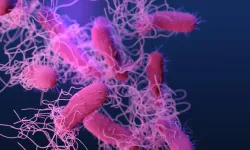 Salmonella Nedir, Nasıl Bulaşır ve Belirtileri Nelerdir?