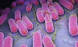 Salmonella enfeksiyonundan korunmak mümkün mü?