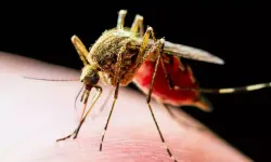 Sivrisinek salgın hastalıklara yol açabilir!