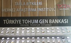 Türkiye'nin bitkisel gen çeşitliliği Tohum Gen Bankası'nda korunuyor