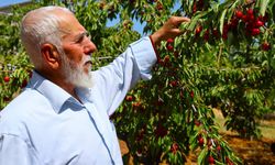 Harput'ta kiraz hasadı erken başladı!