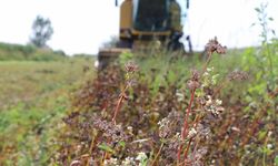 Çukurova'da ilk kez ekilen karabuğdayın hasadı yapıldı
