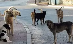 Köpek saldırısına uğrayan küçük çocuk yaralandı