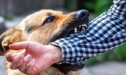 Ordu Aybastı’da sokak köpekleri vatandaşları tedirgin ediyor