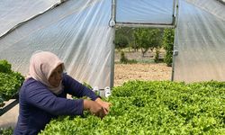 Mamak'ta topraksız tarımda hasat heyecanı yaşandı