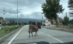 Yolun ortasından giden inek trafiği tehlikeye soktu!