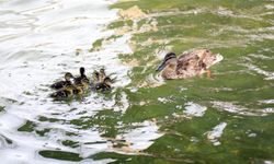 Kuğulu Park'ta Yılın Neşesi: 8 Yavru Ördek Suyla Buluştu