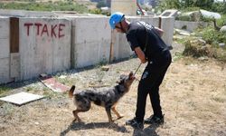 Sağlık Bakanlığı'nın ilk arama-kurtarma köpeği 'Shollie' afetlere Samsun'da hazırlanıyor