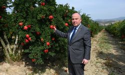 Denizli'de nar hasadı başladı!