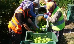 Limonun başkentinde hasat başladı