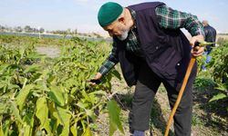 Huzurevi Sakinleri Bostan Hasadı Yaptı