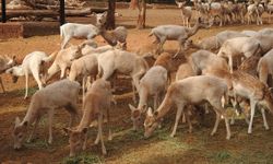 Gaziantep Zoo'da yavru keçi sevinci