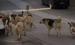 Başıboş sokak köpekleri ‘beyaz kanser’ tehlikesi yayıyor