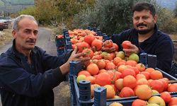 Kış mevsiminde açıkta domates hasadı sürüyor