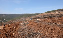 Yangında küle dönen Ilgaz Dağı yeniden yeşillenecek