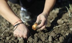 Büyükşehir Belediyesi'nden kadın girişimcilere tarımsal destek