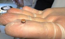 Karadeniz’de kene uyarısı!