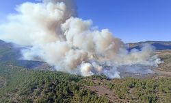 Bursa'da orman yangını