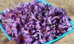 Kozan’da safran hasadı başladı: Gramı 600 TL