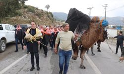 Koçarlı’da develer arenaya indi, şampiyonluk için güreşti