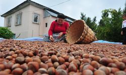 Fındık ihracatı geçen yılın iki katına yaklaştı