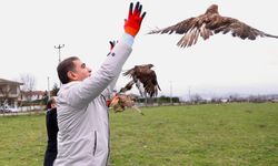 Tedavileri tamamlanan Kızıl Şahinler yaşam alanlarına bırakıldı!