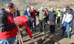 Muğla'da yangından zarar gören alanlara zeytin fidanı desteği