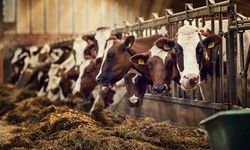 Bakan Yumaklı: Gelir garantili besicilik projesi başladı