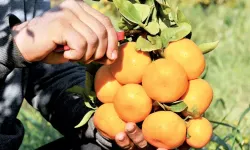 Aydın'da turunçgil üreticilerine ekim ayı uyarısı