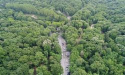 İstanbul’da orman yasağını delen 513 kişiye ceza