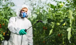 Market domateslerine pestisit testi: Yalnızca biri temiz çıktı