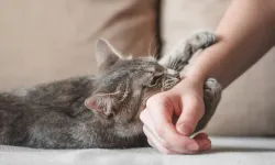 Okan Diköz’ün ölüm sebebi kedi tüyü değil, akciğer kanseri!