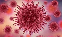 Avusturalya'daki salgın melioidoz nedir, nasıl bulaşır?