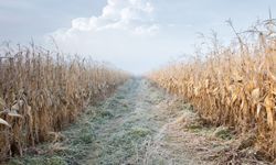 Eskişehir’de zirai don uyarısı: Gece sıcaklık sıfırın altına inebilir