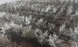 Ankara için zirai don uyarısı yapıldı