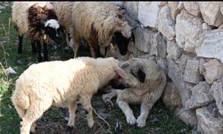 Sürünün sessiz kahramanı gönülleri kazandı