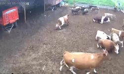 Amasya’daki deprem panik yarattı: İnekler kaçıştı!