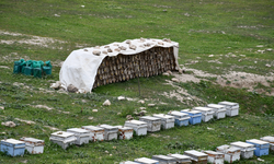 Arıcılar, Cehennem Deresi’nde doğal bal için kolları sıvadı