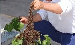 Otobüs durağındaki arı paniğe neden oldu!
