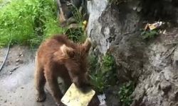 Artvin'de ayı evin kapısına kadar geldi, çöpleri karıştırdı!