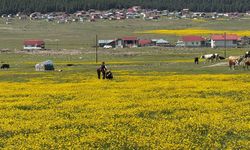 Ankaralılar Benli Yaylası’na göç etti!