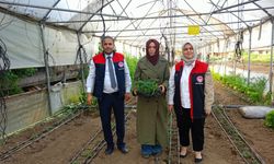 Düzce'de kadın çiftçilerin seraları incelendi