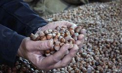 Uluslararası fındık rekoltesi tahmini fiyatları düşürdü!
